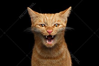 Ginger cat on Isolated Black background