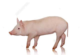 Pig