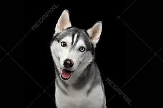 Siberian Husky Dog on Black Background