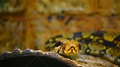 Boa Constrictor snake
