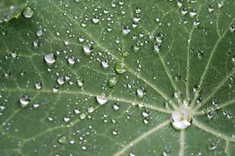 Dew drops on Indian cress, Tropaeolum majus.