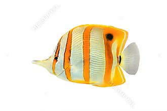 Copperband butterflyfish