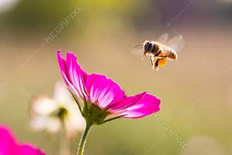 Bee gather honey from cosmos
