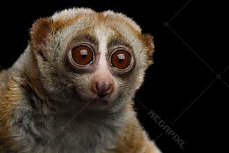 Lemur Slow Loris