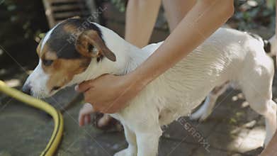 Woman bathing small dog