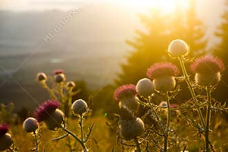 Sunset meadow