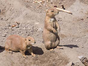 European Sousliks or Ground Squirrels, Spermophilus citellus, on dry ground, close-up portrait, selective focus