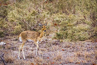Oribi in Kruger National park, South Africa