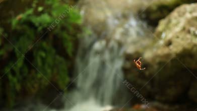 Leaf above the stream