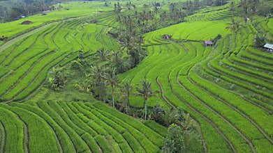 Flying over rice paddies