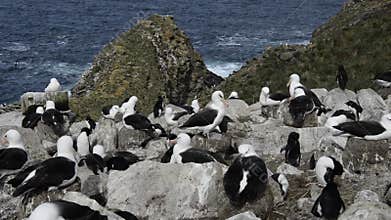 Black browed Albatross and Rockhopper Penguins