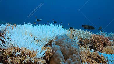 Coral bleaching