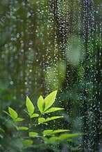 Leaves in rain