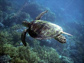 Sea Turtle in Great Barrier Reef