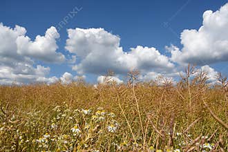 Wild field with blue sky and clouds, a natural background to commerciels.