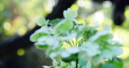 Close-up of flora in garden