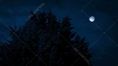 Bushy Pine Tree In Breeze At Night