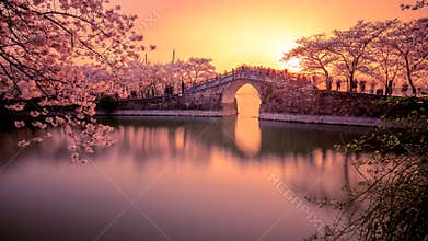 Sakura and bridge