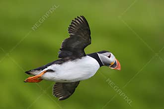 Atlantic Puffin - Fratercula arctica, Shetlands, United Kingdome
