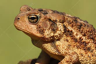 American Toad Bufo americanus