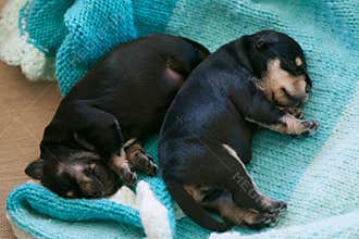 Schnauzer puppies