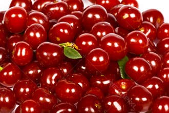 Sour Cherries