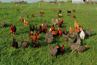 Free range chickens