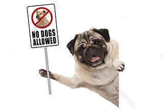 Smiling pug puppy dog holding up prohibitory no dogs allowed sign