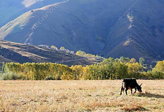 Meadow at high altitude