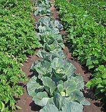 Vegetable Garden