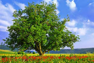 Poppy's field, blue sky and big green tree 2