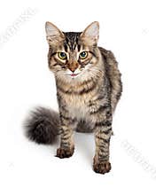 Young Maine Coon Tabby Cat