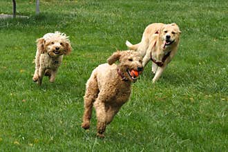 Running Dogs