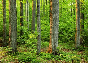Old growth forest in 'The Sacred Grove'