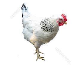 White with black chicken isolated over white