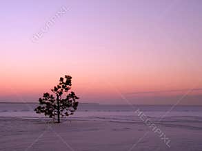 Lonely pine tree