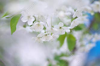 Spring tree flower set