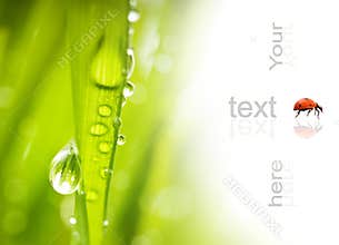 Green grass with water drops