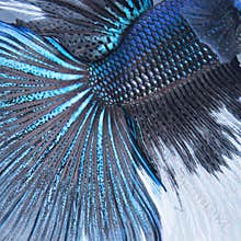 Betta tail fish abstract