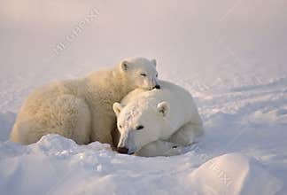 Polar bear with her cub
