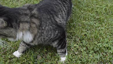 Cat lying on grass goes away
