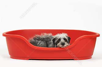 Studio Shot Of Pet Lurcher Lying In Red Dog Bed