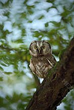 Small bird Boreal owl, Aegolius funereus, sitting on the tree branch in nece green forest background