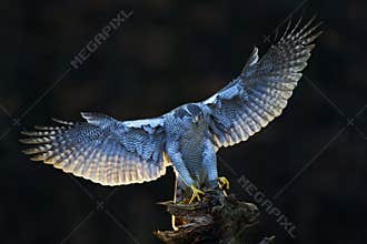 Goshawk, flying bird of prey with open wings with evening sun backlight, nature forest habitat in the background, landing on tree