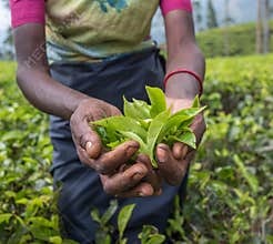 Tea pickers in Nuwara Eliya, Sri Lanka