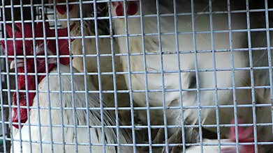 Group of Chicken in Metal Cage