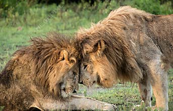 Two African Lions greet each other in Serengeti plains