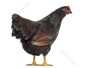 Barnevelder double-laced Hen stand up and isolated on white