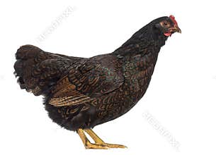 Barnevelder double-laced Hen isolated on white