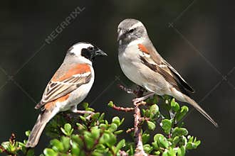 Cape Sparrow Pair